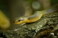 Uzovka stromova - Zamenis longissimus - Aesculapian Snake 5734